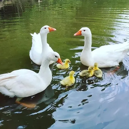 Maison Avec Piscine, Jacuzzi Et Sauna Nyaraló Saint-Nabord