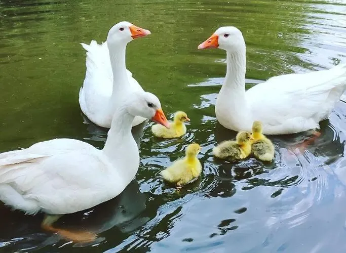 Maison Avec Piscine, Jacuzzi Et Sauna Prázdninový dům Saint-Nabord