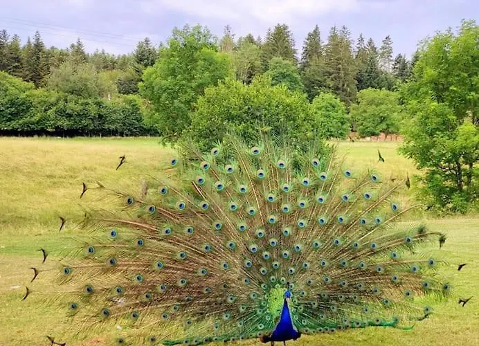 Prázdninový dům Maison Avec Piscine, Jacuzzi Et Sauna Saint-Nabord