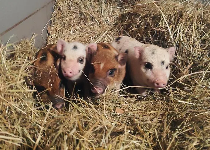 Maison Avec Piscine, Jacuzzi Et Sauna Prázdninový dům *